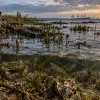 Поднимающееся море откроет инвазивным видам сотни тысяч квадратных кил…